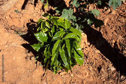 Fényképezés planta de café creciendo