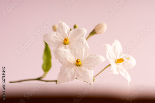 close up white small flowers