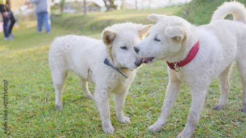 Two friendly white dogs playfully interact at a dog park, demonstrating animal behavior and socialization as they enjoy a day outdoors on the grassy field.