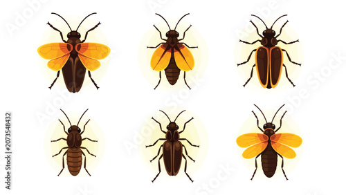 Collection of six different insect illustrations, including beetles and fireflies, displayed in a grid format.
