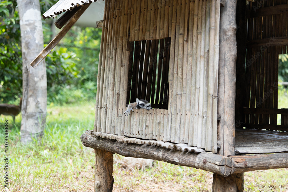 Fototapeta premium Cute ring-tailed lemur peeking lazily from window of rustic bamboo shelter house in green tropical zoo sanctuary