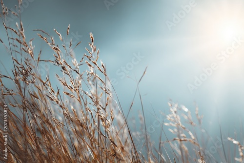 Golden grasses sway gently in the soft light of a hazy afternoon.