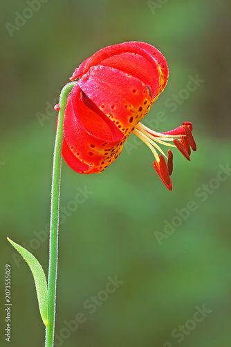 фотографія Michigan lily, Lilium michaganense, flower