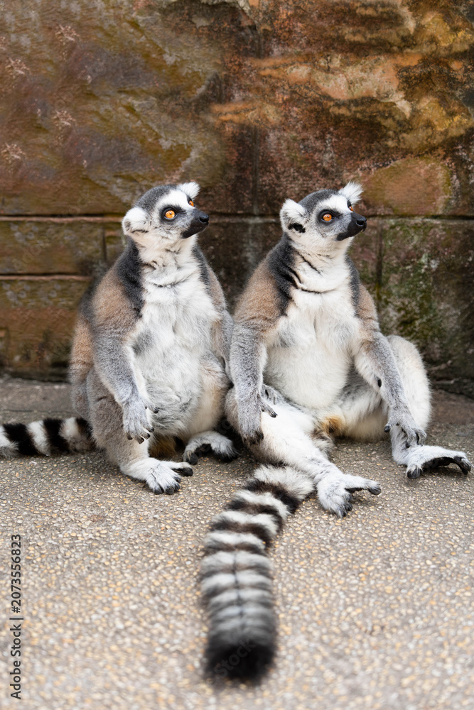 Fototapeta premium Two ring-tailed lemurs sitting upright together with vivid orange eyes and striped tail in foreground at zoo
