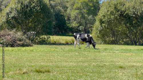 Black and white cow grazing in a lush green pasture