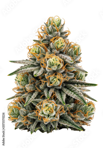Close-up of a mature hemp flower with white trichomes and orange pistils against a minimalist white studio backdrop concept of botanical luxury