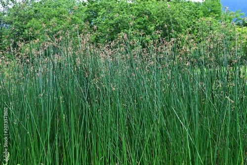 Soft stem bulrush (Schoenoplectus tabernaemontani).  Cyperaceae  perennial aquatic plants. It grows water front and produces spikelets at the tips of its stems in summer.