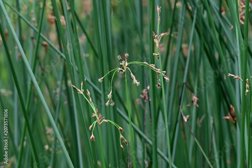 Soft stem bulrush (Schoenoplectus tabernaemontani).  Cyperaceae  perennial aquatic plants. It grows water front and produces spikelets at the tips of its stems in summer.