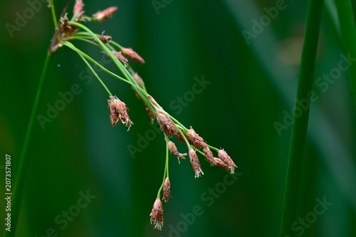 Soft stem bulrush (Schoenoplectus tabernaemontani).  Cyperaceae  perennial aquatic plants. It grows water front and produces spikelets at the tips of its stems in summer.
