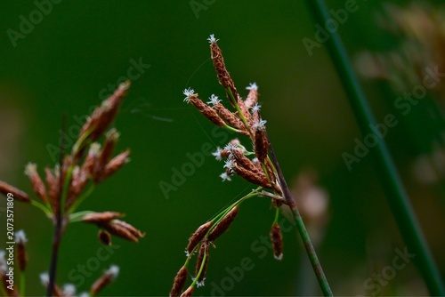 Soft stem bulrush (Schoenoplectus tabernaemontani).  Cyperaceae  perennial aquatic plants. It grows water front and produces spikelets at the tips of its stems in summer.