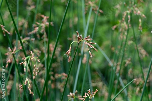 Soft stem bulrush (Schoenoplectus tabernaemontani).  Cyperaceae  perennial aquatic plants. It grows water front and produces spikelets at the tips of its stems in summer.
