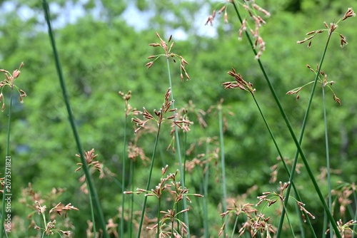 Soft stem bulrush (Schoenoplectus tabernaemontani).  Cyperaceae  perennial aquatic plants. It grows water front and produces spikelets at the tips of its stems in summer.