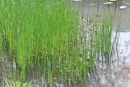 Soft stem bulrush (Schoenoplectus tabernaemontani).  Cyperaceae  perennial aquatic plants. It grows water front and produces spikelets at the tips of its stems in summer.