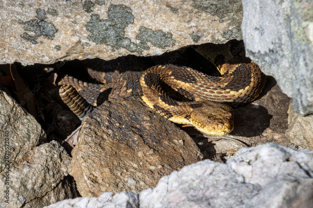 Αυτοκόλλητο young timber rattlesnake female mixed phase claims nesting chamber under rocks d