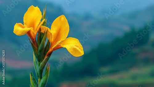 Bright Yellow Tropical Flowers on Green Stalk with Blurred Lush Green Landscape Background, Nature's Beauty in Bloom