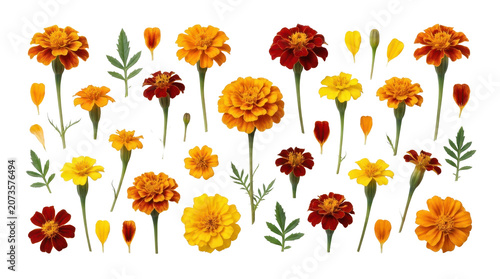 Vibrant orange and red marigold flowers arranged in a colorful pattern on white background