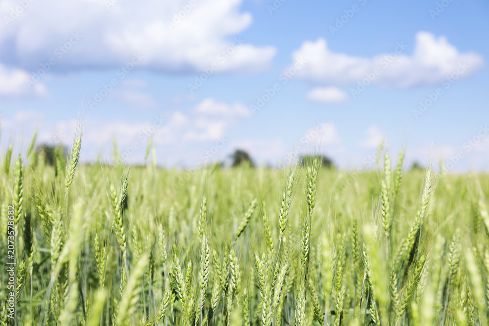 Obraz premium Wheat spikes growing in field outdoors, space for text
