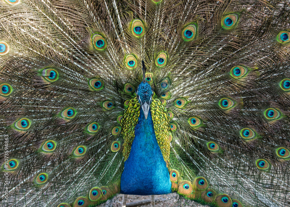 Obraz premium The peacock spreads its tail 