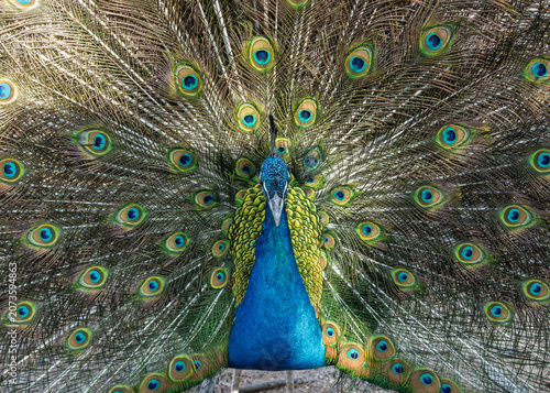 The peacock spreads its tail

