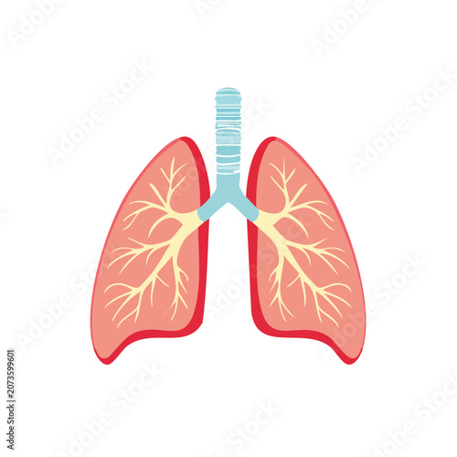 Flat illustration of human lungs with trachea