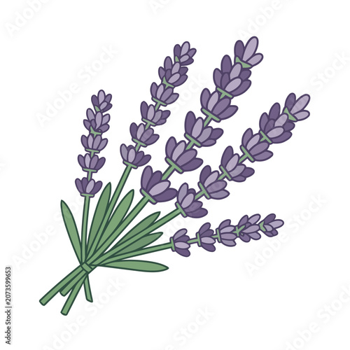 Lavender flower vector illustration