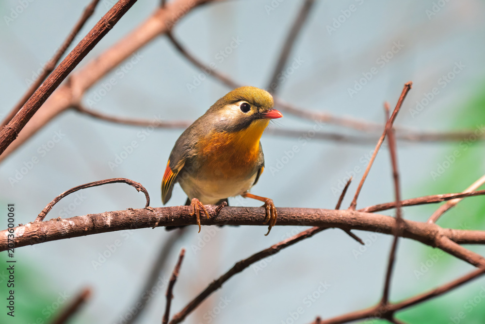Fototapeta premium Cute red-billed bulbul