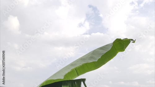 Vibrant green banana leaf reaching toward a bright white cloudy sky during a clear tropical day