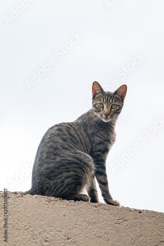 picture of a single stray cat on the streets