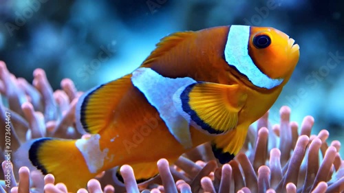 Slow Motion Close Up Of a Clown Fish Turning Slowly 