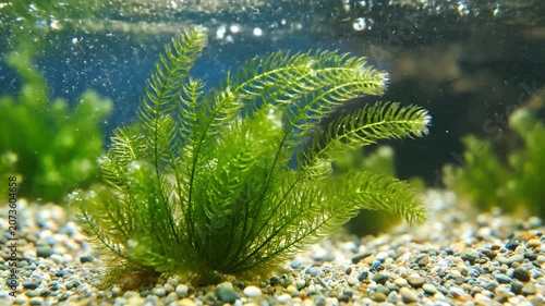 Static Close Up Of Delicate Underwater Plant Leaves Waving Smoothly