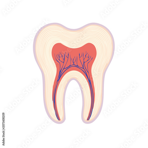Tooth Cross Section Anatomy Vector Illustration