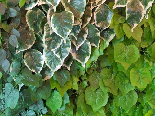 Green Foliage Texture with Mixed Tropical Leaves Natural Botanical Background