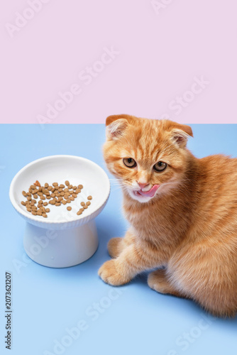 A tabby red kitten eats dry food from a bowl on blue and pink background close-up.