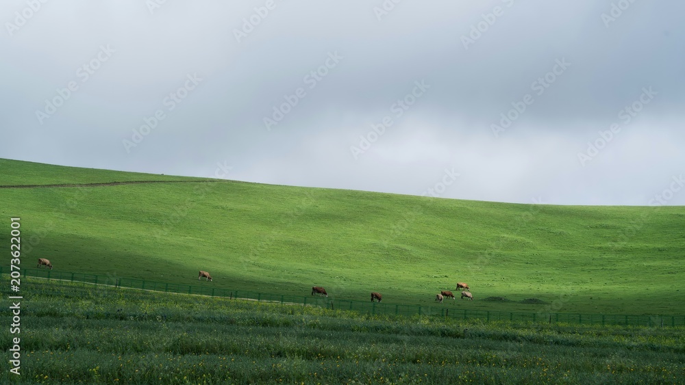 Fototapeta premium Peaceful Rural Landscape Rolling Green Grassy Hills Overcast Grey Sky Green Fence Brown Cows Grazing Foreground Small Yellow Flowers Serene Natural Realistic Photography