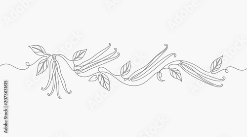 Continuous line drawing of vanilla pods and leaves.