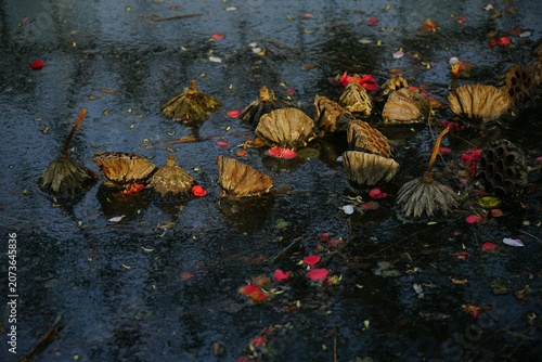 Obraz na płótnie Wizened lotus in the late autumn