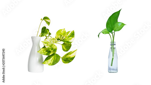 Green leafy houseplants in glass and ceramic vases isolated on white background with background isolated decoration botanical interior