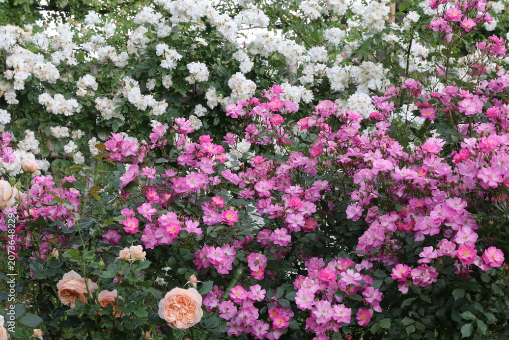 Fototapeta premium 川崎の生田緑地公園、春の薔薇園。