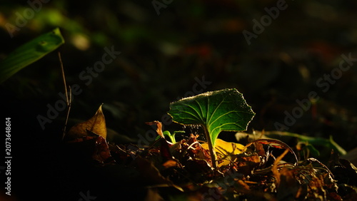 Tableau sur toile The tender young shoot backlit by the light in the dark forest