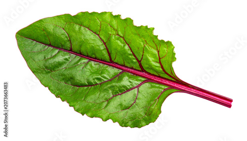 One fresh beetroot leaf isolated on transparent background, vibrant green leaf with red veins