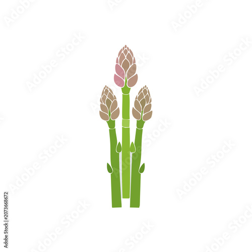 Flat illustration of three asparagus spears with buds