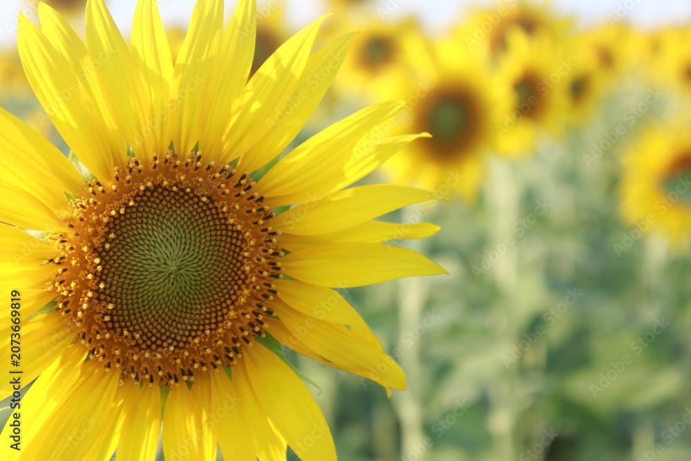 Obraz premium Sunflower fields in a natural setting.