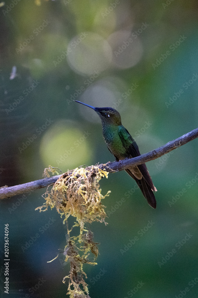 Fototapeta premium Sparkling violetear (Colibri coruscans) Ecuador