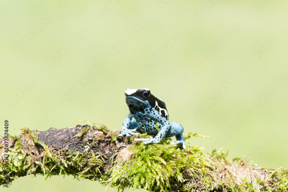 Fototapeta premium A beautiful adult female blue dyeing poison dart frog (Dendrobates tinctorius azureus).