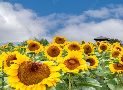 경상남도 함안군 강주 해바라기축제장의 이모저모.
집이나 상가에 걸어두면 부자가 된다는 해바라기꽃 모음