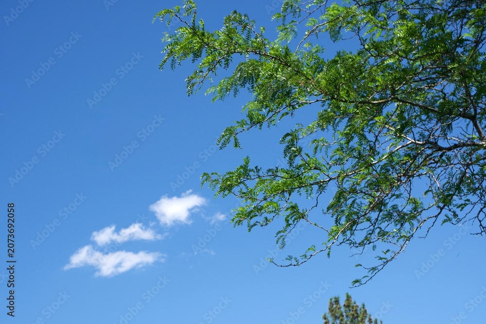 Fototapeta premium Green Leaves Reaching Into a Clear Blue Sky — Bright foliage stretches upward beneath soft white clouds drifting across open blue.