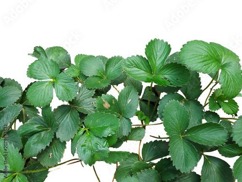 Fresh Strawberry Plant Leaves Background Isolated on transparent 