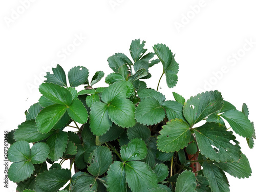 Fresh Green Strawberry Plant Leaves Isolated on transparent Background 