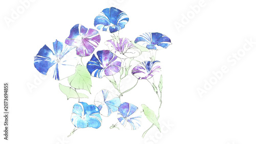 Foto 涼しげな青と紫のグラデーションが美しい朝顔の手描き水彩イラスト
 Beautiful blue and purple morning glory flowers