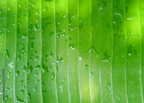 macro close up of fresh green banana leaf texture with detailed water droplets background